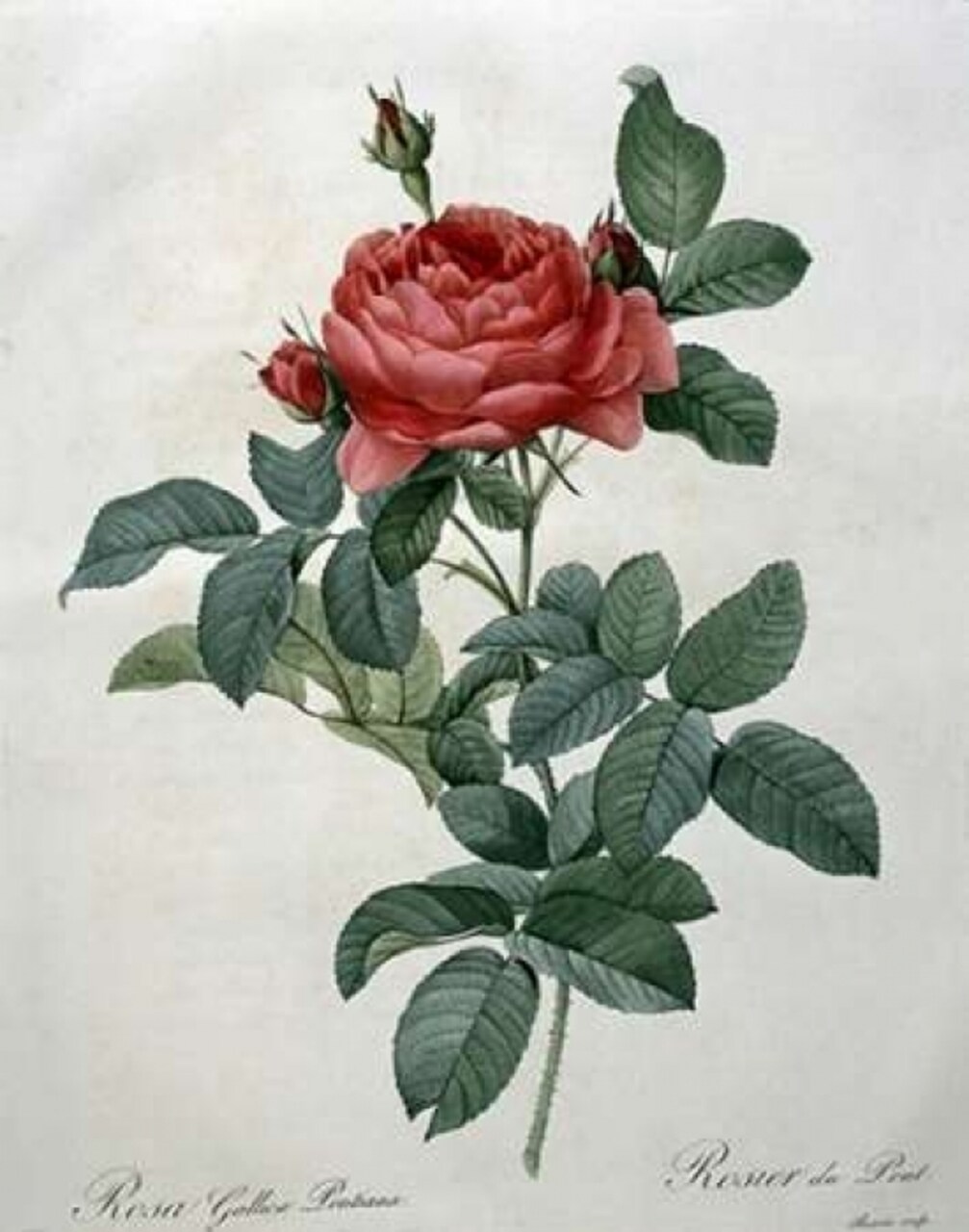 Rosa Gallica - Pontiana Poster Print by Pierre Joseph Redoute - Item # VARPDX279565